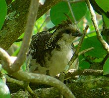 Crested Bobwhite